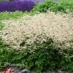 Picture of Aruncus 'Chantilly Lace' PP30740 CPBR6259 Goatsbeard - One Quart Pot