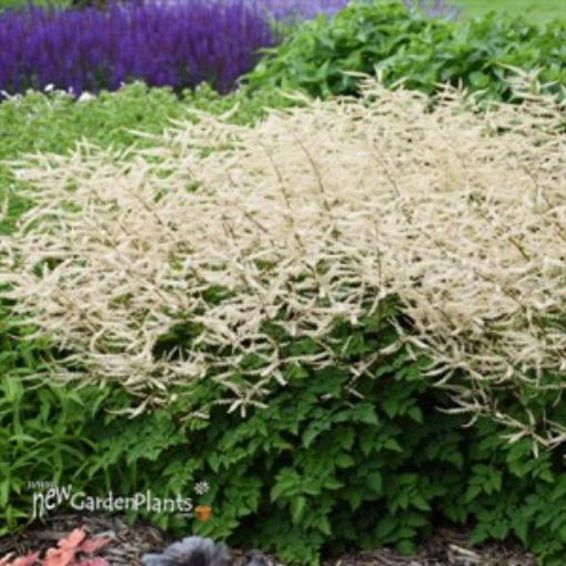 Picture of Aruncus 'Chantilly Lace' PP30740 CPBR6259 Goatsbeard - One Quart Pot
