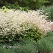 Picture of Aruncus 'Chantilly Lace' PP30740 CPBR6259 Goatsbeard - One Quart Pot