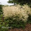 Picture of Aruncus 'Chantilly Lace' PP30740 CPBR6259 Goatsbeard - One Quart Pot