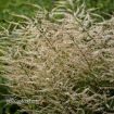 Picture of Aruncus 'Chantilly Lace' PP30740 CPBR6259 Goatsbeard - One Quart Pot