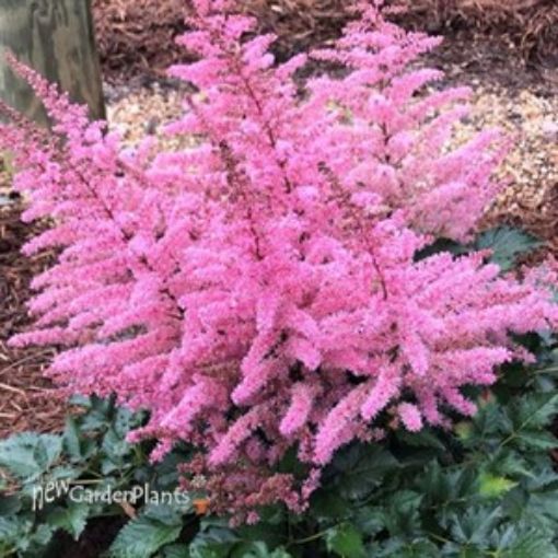 Picture of Astilbe 'Razzle Dazzle' False Spirea - One Quart Pot