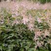 Picture of Astilbe 'Sprite' False Spirea - One Quart Pot