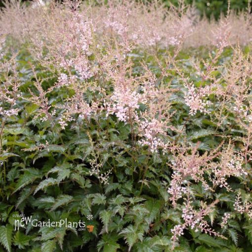 Picture of Astilbe 'Sprite' False Spirea - One Quart Pot