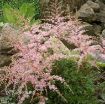 Picture of Astilbe 'Sprite' False Spirea - One Quart Pot
