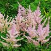 Picture of Astilbe 'Sprite' False Spirea - One Quart Pot