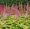 Picture of Astilbe 'Color Flash Lime' False Spirea - One Quart Pot