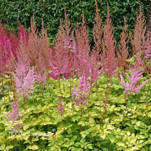 Picture of Astilbe 'Color Flash Lime' False Spirea - One Quart Pot