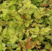 Picture of Astilbe 'Color Flash Lime' False Spirea - One Quart Pot