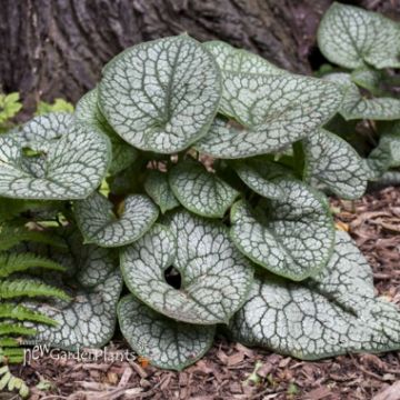 Brunnera - Heartleaf Brunnera. New Garden Plants