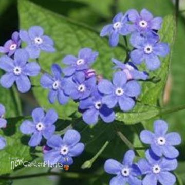 Brunnera - Heartleaf Brunnera. New Garden Plants