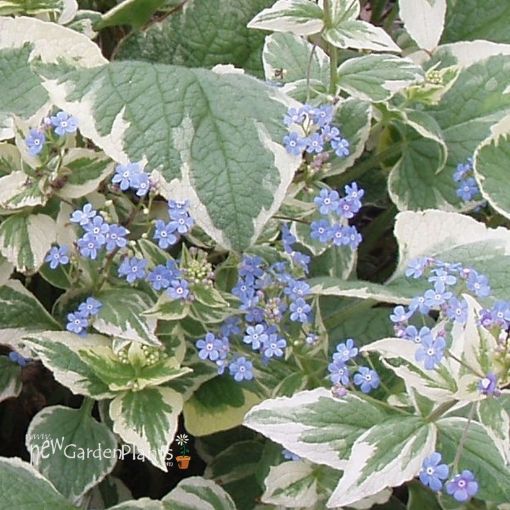 Brunnera 'Variegata' Heartleaf Alkanet - One Quart Pot. New Garden Plants