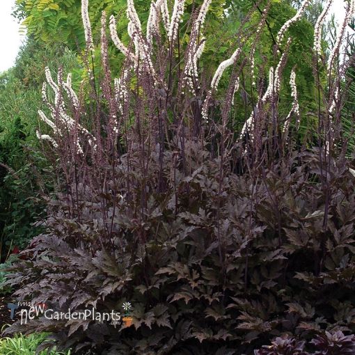 Picture of Cimicifuga 'Black Negligee' - One Quart Pot