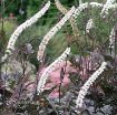 Picture of Cimicifuga 'Black Negligee' - One Quart Pot