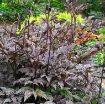 Picture of Cimicifuga 'Black Negligee' - One Quart Pot