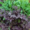 Picture of Cimicifuga 'Black Negligee' - One Quart Pot
