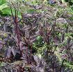 Picture of Cimicifuga 'Black Negligee' - One Quart Pot