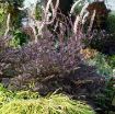 Picture of Cimicifuga 'Black Negligee' - One Quart Pot