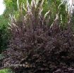Picture of Cimicifuga 'Black Negligee' - One Quart Pot