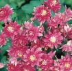 Picture of Aquilegia 'Clementine Red' Columbine - One Quart Pot