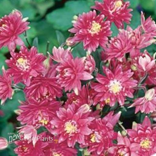 Picture of Aquilegia 'Clementine Red' Columbine - One Quart Pot
