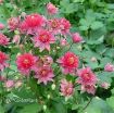 Picture of Aquilegia 'Clementine Red' Columbine - One Quart Pot