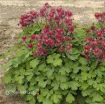 Picture of Aquilegia 'Clementine Red' Columbine - One Quart Pot