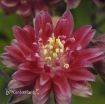 Picture of Aquilegia 'Clementine Red' Columbine - One Quart Pot