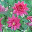 Picture of Aquilegia 'Clementine Rose' Columbine - One Quart Pot