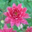 Picture of Aquilegia 'Clementine Rose' Columbine - One Quart Pot