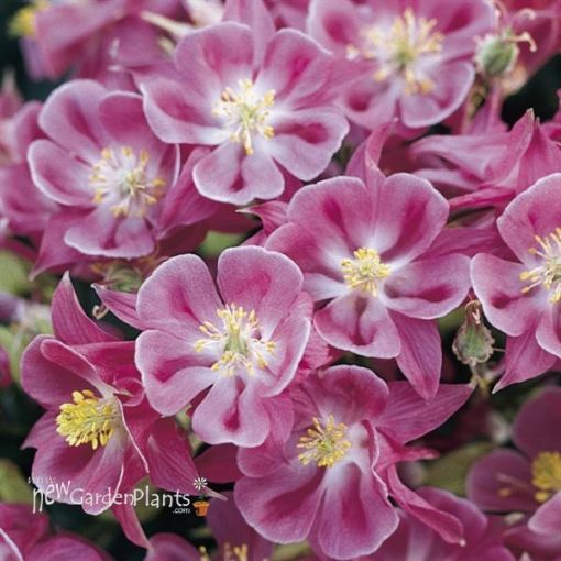 Picture of Aquilegia 'Winky Rose' Columbine - One Quart Pot