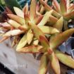 Picture of Sedum 'Firestorm' - One Quart Pot