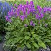 Picture of Stachys 'Hummelo' - One Quart Pot