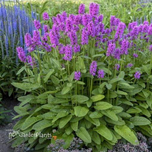 Picture of Stachys 'Hummelo' - One Quart Pot