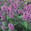 Picture of Stachys 'Hummelo' - One Quart Pot