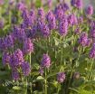 Picture of Stachys 'Hummelo' - One Quart Pot