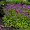 Picture of Stachys 'Hummelo' - One Quart Pot