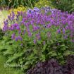 Picture of Stachys 'Hummelo' - One Quart Pot