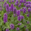 Picture of Stachys 'Hummelo' - One Quart Pot
