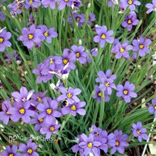 Picture of Sisyrinchium 'Lucerne' - One Quart Pot