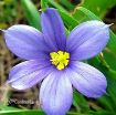 Picture of Sisyrinchium 'Lucerne' - One Quart Pot
