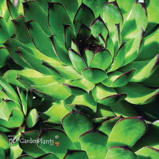 Picture of Sempervivum 'Carmen' Hens & Chicks - One Quart Pot