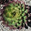 Picture of Sempervivum 'Carmen' Hens & Chicks - One Quart Pot