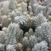 Picture of Sedum 'Blue Spruce' - One Quart Pot