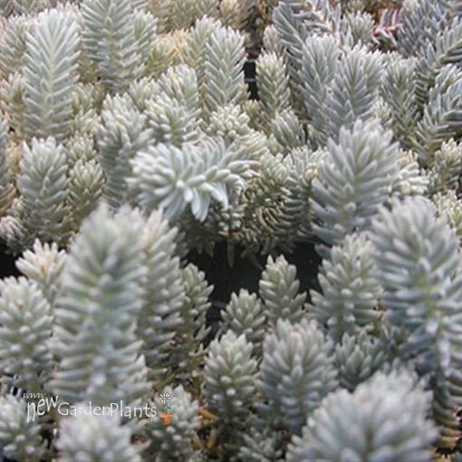 Picture of Sedum 'Blue Spruce' - One Quart Pot