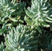 Picture of Sedum 'Blue Spruce' - One Quart Pot
