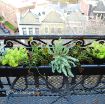 Picture of Sedum 'Blue Spruce' - One Quart Pot