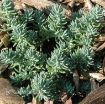 Picture of Sedum 'Blue Spruce' - One Quart Pot