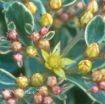Picture of Sedum 'Kamtschatium Variegatum' - One Quart Pot