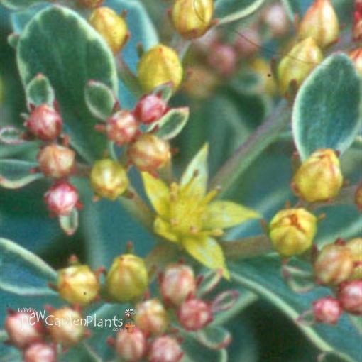 Picture of Sedum 'Kamtschatium Variegatum' - One Quart Pot